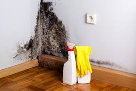 Why You Should Choose Our Mold Remediation Services in Oblong, IL